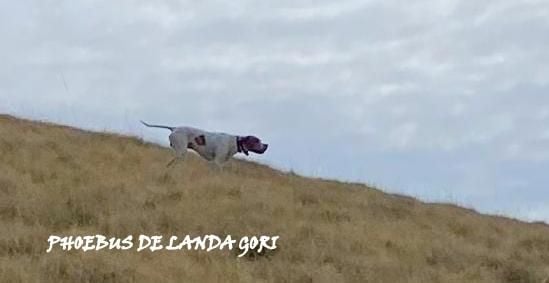 de landa gori - PHOEBUS DE LANDA GORI ;Chasse bécasses perdreaux montagnes PYRENEES 