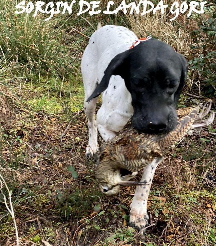 de landa gori - SORGIN DE LANDA GORI /Chasse la bécasse  LANDES !