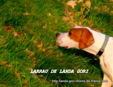 de landa gori - LARRAU DE LANDA GORI ....4 mois !!