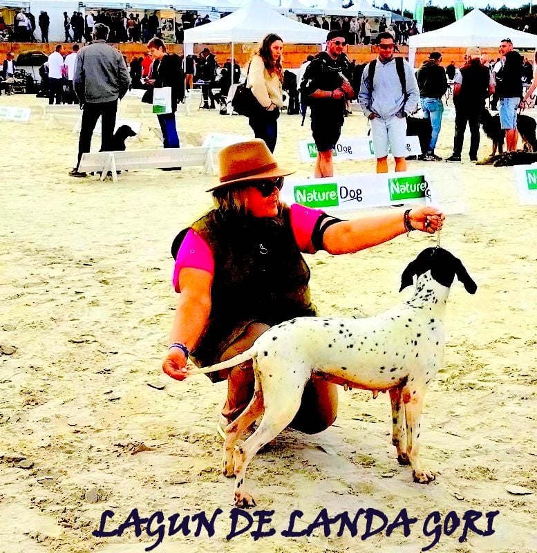 de landa gori - LAGUN DE LANDA GORI /1exc speciale pointers Game Fair