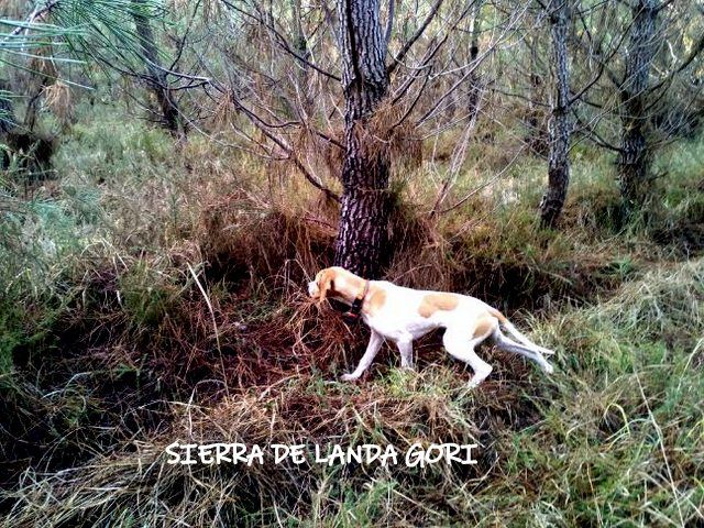 de landa gori - SIERRA DE LANDA GORI :Chasse la bécasse LANDES !