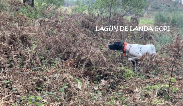 de landa gori - LAGUN DE LANDA GORI ;Chasse la bécasse SUD DES LANDES !