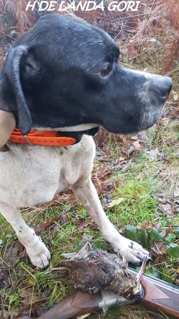 de landa gori - H DE LANDA GORI ;Chasse la bécasse dans les LANDES !