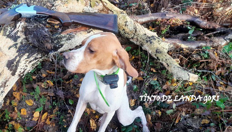 de landa gori - TÎNTO DE LANDA GORI :Chasse la bécasse GIRONDE !