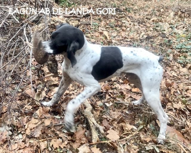 de landa gori - LAGUN AB DE LANDA GORI ;Chasse la bécasse LANDES §