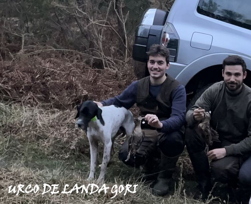 de landa gori - URCO DE LANDA GORI(8mois)/Chasse la bécasse LANDES !