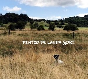 de landa gori - PINTXO DE LANDA GORI :ouverture cailles ARDECHE