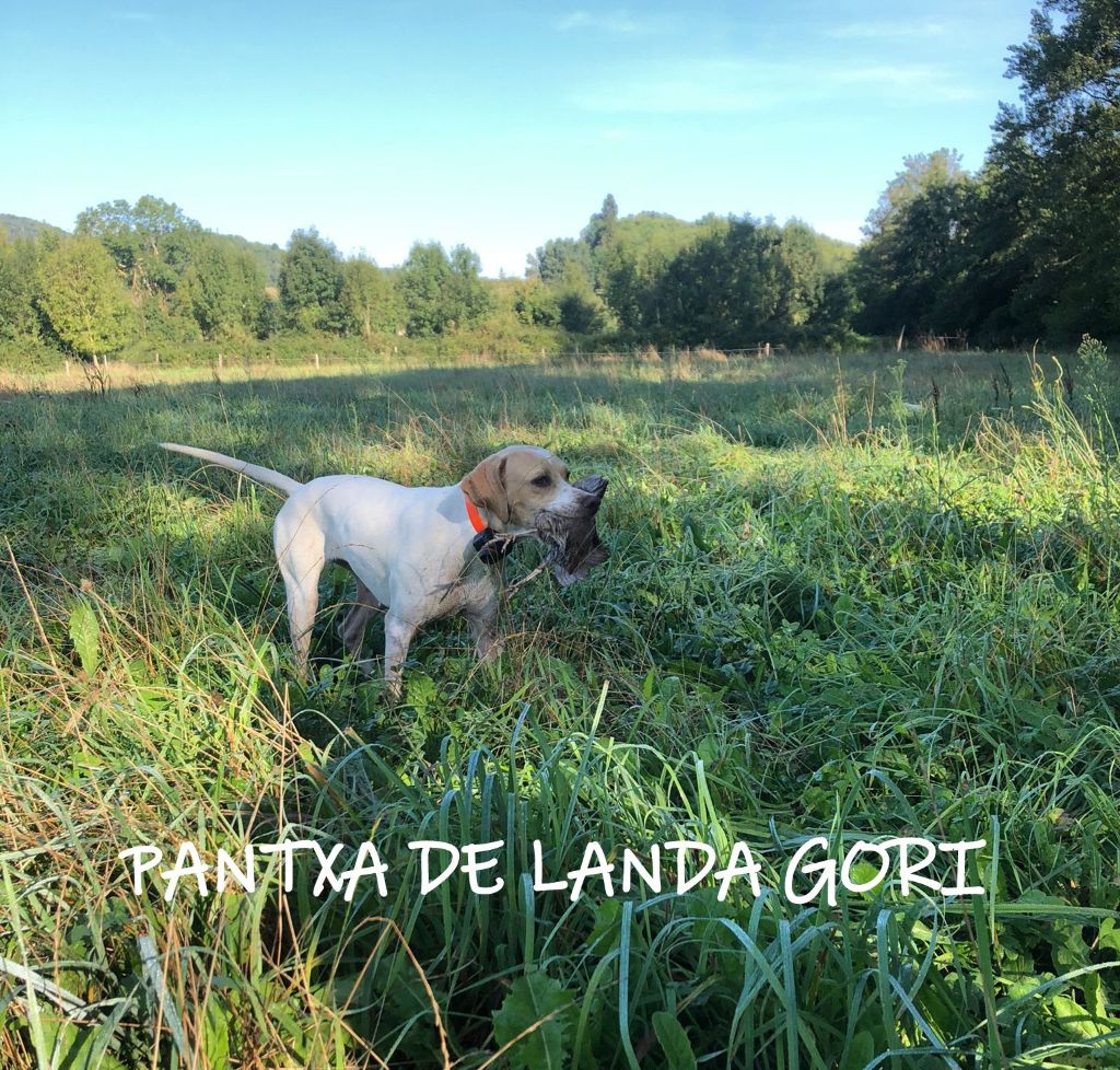 de landa gori - PANTXA DE LANDA GORI ; ouverture chasse PYRENEES !