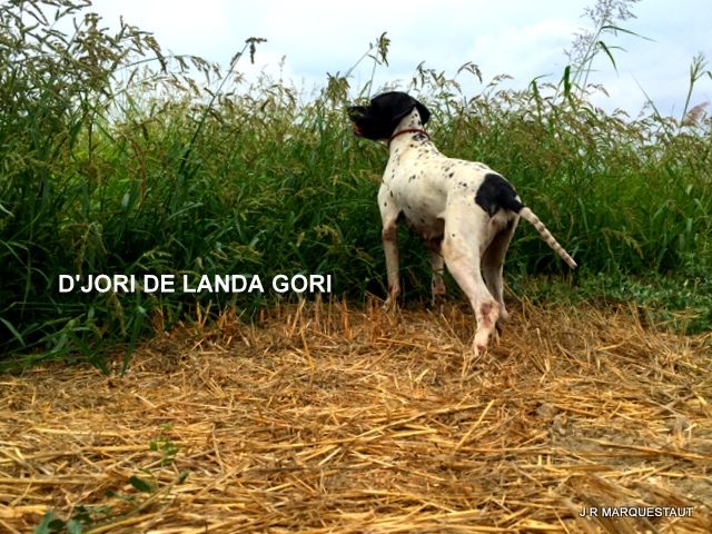 de landa gori - D'JORI DE LANDA GORI...Ouverture de la chasse !!!