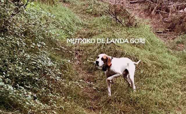 de landa gori - MUTXIKO DE LANDA GORI . CHASSE !!