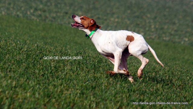 de landa gori - GOXI DE LANDA GORI 3eme du DERBY !!!