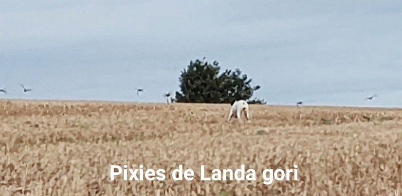 de landa gori - PIXIES DE LNDA GORI :Entraînement perdreaux gris NORD !