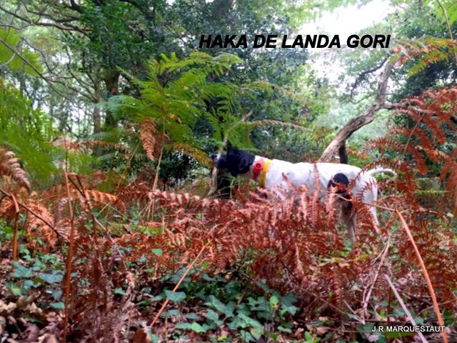 de landa gori - HAKA DE LANDA GORI...Chasse aux perdreaux !!!