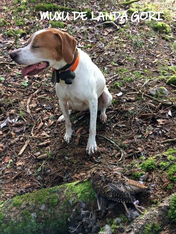 de landa gori - MUXU DE LANDA GORI :Chasse la bécasse montagne JURA !..