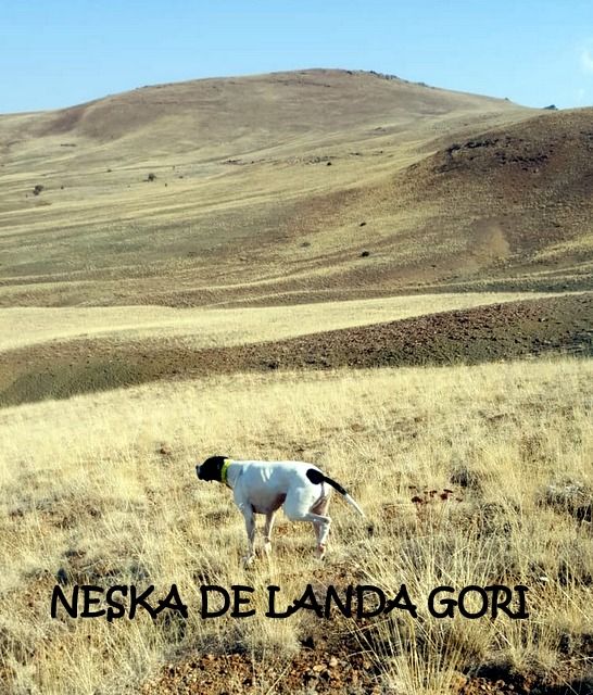 de landa gori - NESKA DE LANDA GORI:Chasse perdreaux TURQUIE !