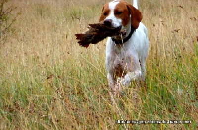 de landa gori - HEGI DE LANDA GORI ...Chasse !!