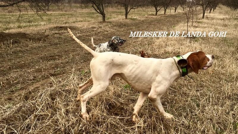 de landa gori - MILESKER DE LANDA GORI :Arrêt perdreaux SERBIE !