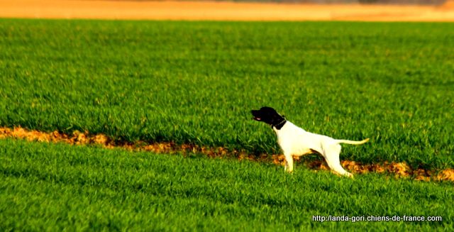 de landa gori - HEGO DE LANDA GORI ..Training !!