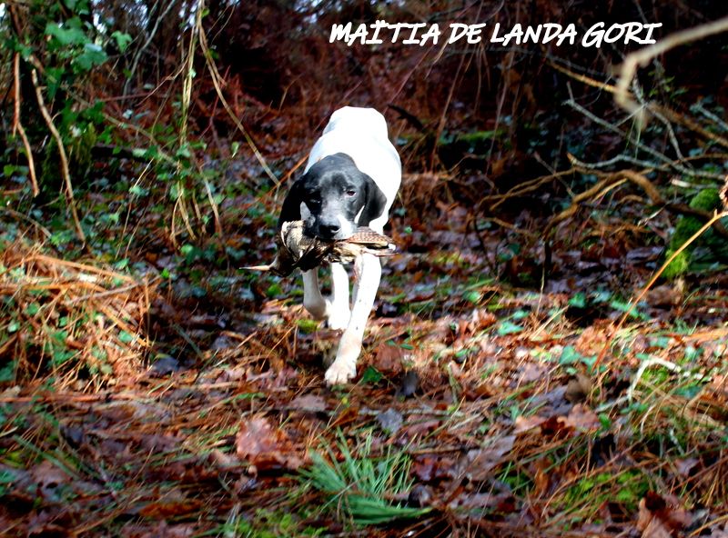 de landa gori - MAÏTIA DE LANDA GORI : Chasse la bécasse LANDES !