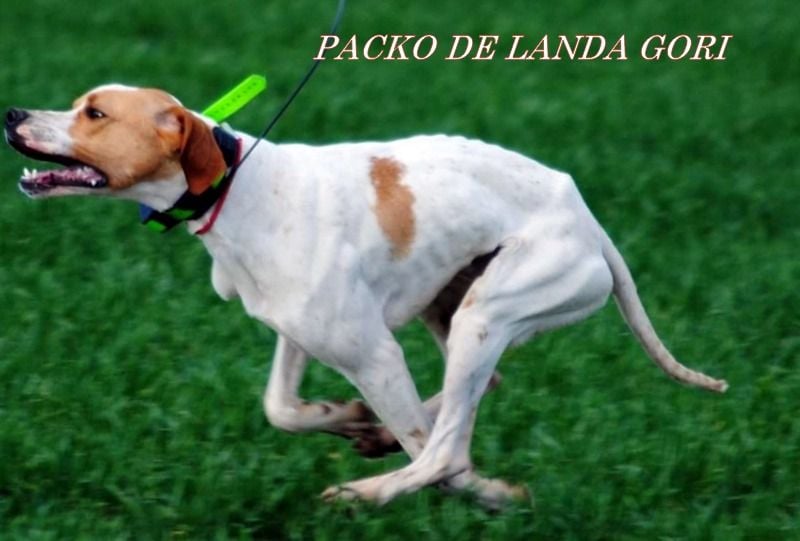 de landa gori - PACKO DE LANDA GORI :Entraînement 