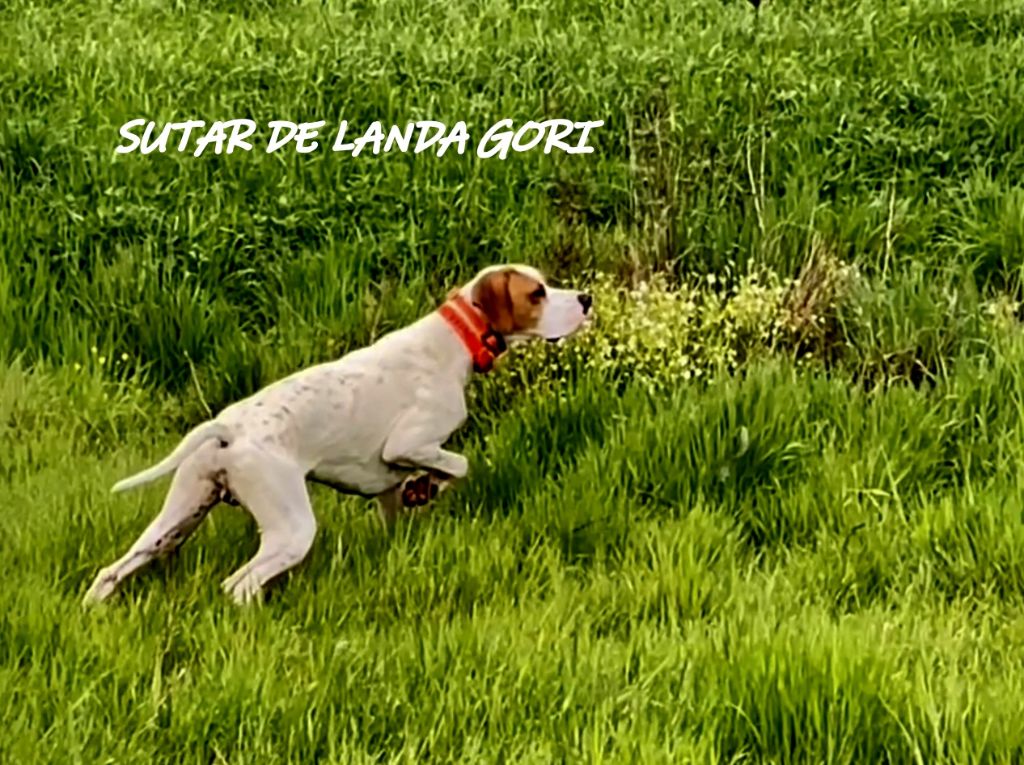 de landa gori - SUTAR DE LANDA GORI :Entraînement chasse !