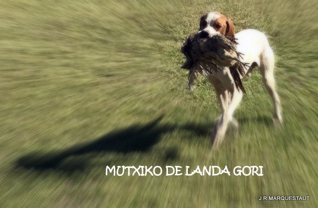 de landa gori - MUTXIKO DE LANDA GORI .Chasse !