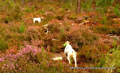 de landa gori - ESTHER et GANDJI DE LANDA GORI...CHASSE !!