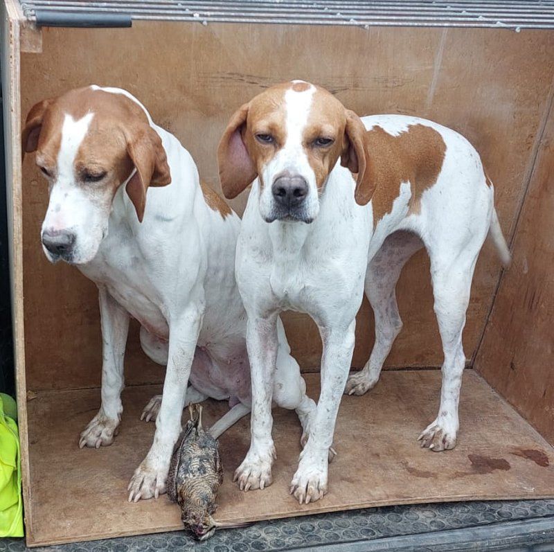 de landa gori - ONDOA et PEPA DE LANDA GORI ;Chasse la bécasse ÎLES BALEARES 