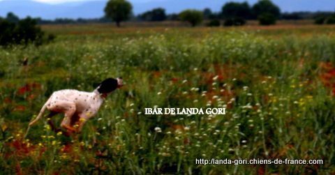 de landa gori - IBAR DE LANDA GORI..Chasse perdrix et cailles sauvages !!