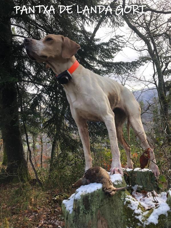 de landa gori - PANTXA DE LANDA GORI :Chasse bécasse montagnes Pyrenees 