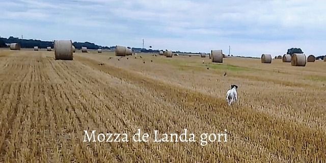 de landa gori - MOZZA DE LANDA GORI Entraînement Perdreaux gris ..Nord