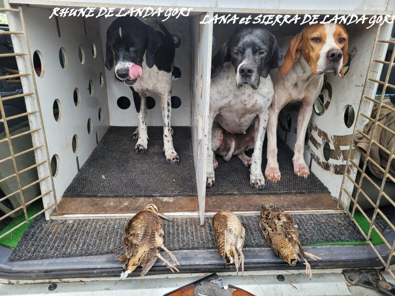 de landa gori - LANA ,RHUNE y SIERRA DE LANDA GORI :Chasse la bécasse LANDES !