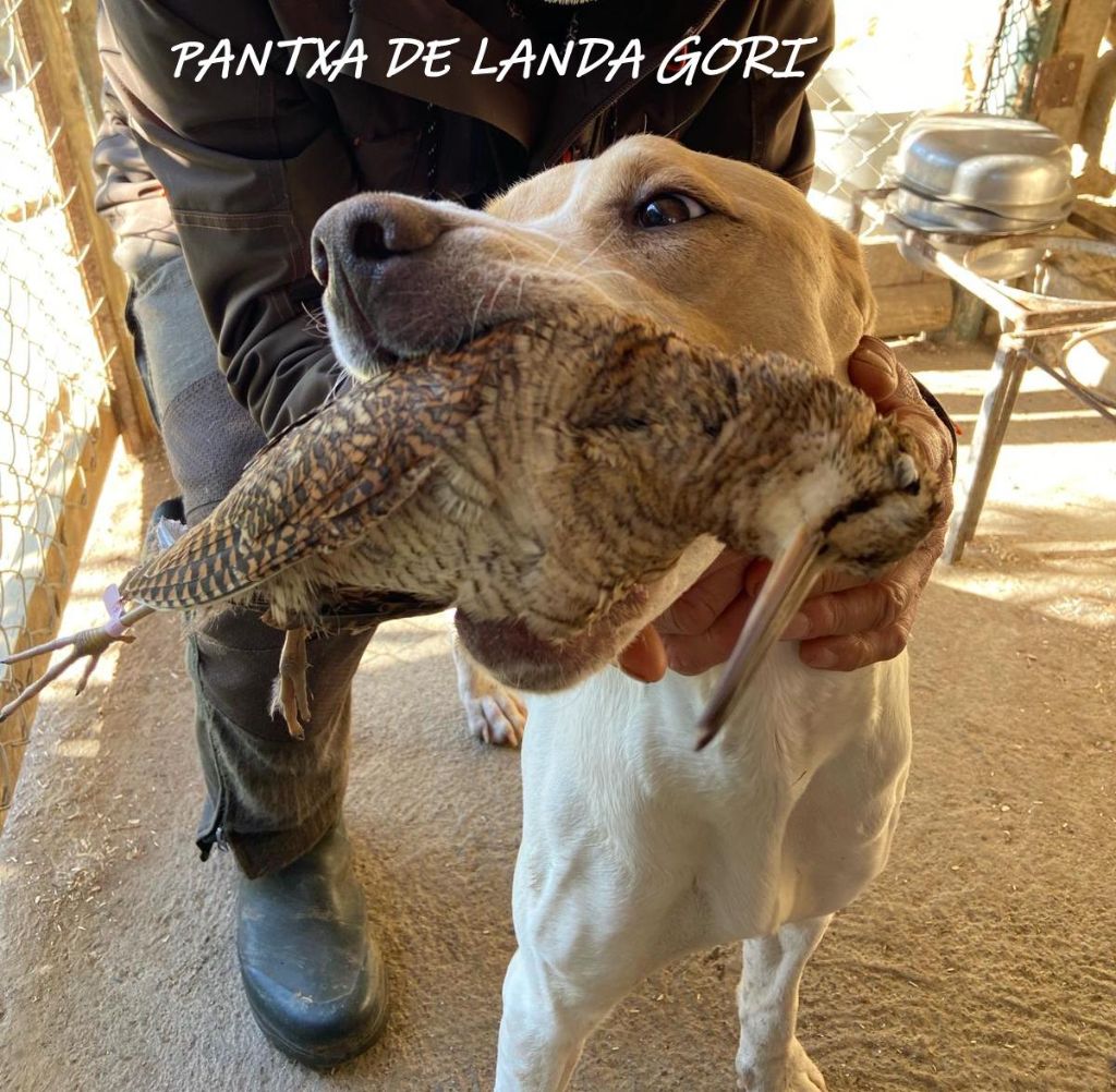 de landa gori - PANTXA DE LANDA GORI :Chasse la bécasse montagnes Pyrenees