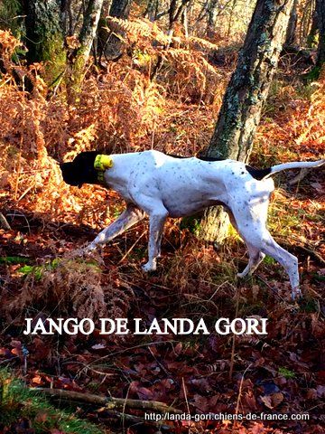 de landa gori - JANGO DE LANDA GORI..Chasse à la bécasse !!