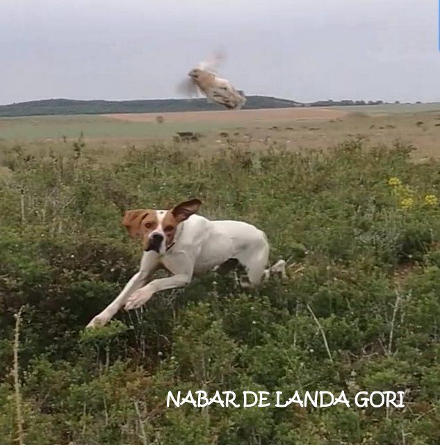 de landa gori - NABAR DE LANDA GORI ;Chasse la caille BURGOS ;Espagne 