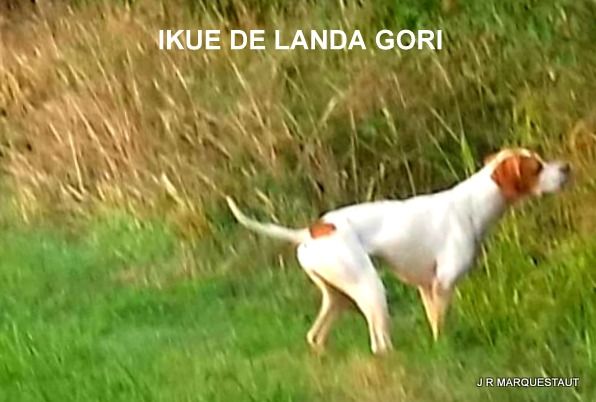 de landa gori - IKUE DE LANDA GORI...Chasse perdreaux !!!