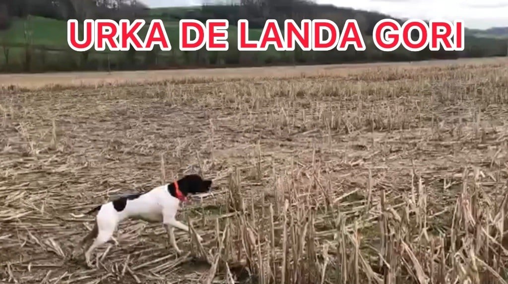 URKA DE LANDA GORI/Entrainement cailles sauvages /TARN ET GARONNE