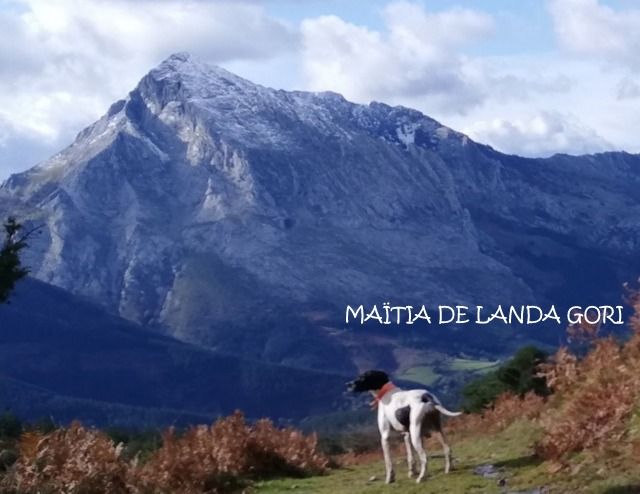 de landa gori - MAÏTIA DE LANDA GORI :Chasse la bécasse montagne BASQUES !