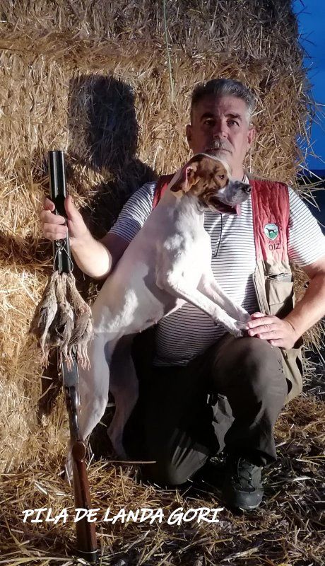 de landa gori - PILA DE LANDA GORI .Chasse cailles en Espagne !