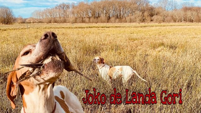 de landa gori - JOKO DE LANDA GORI Chasse la bécassine LANDES !