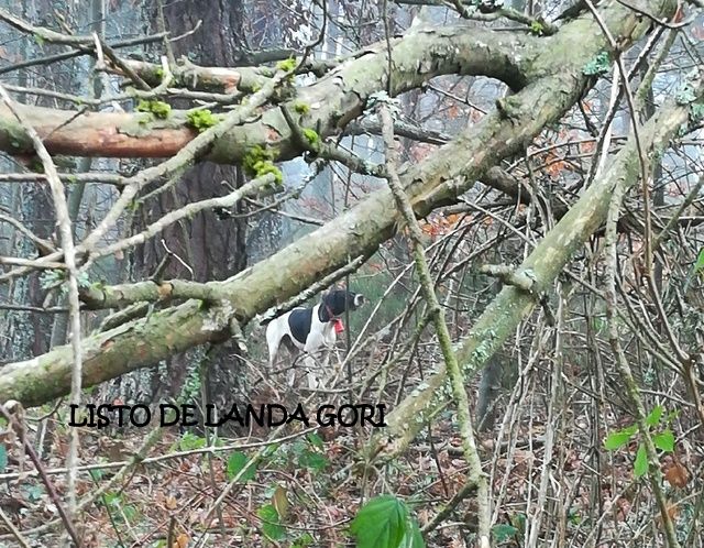 de landa gori - LISTO DE LANDA GORI :Chasse la bécasse HAUTE ARDECHE !