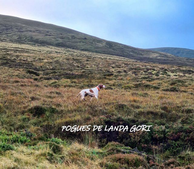 de landa gori - POGUES DE LANDA GORI ;Chasse la Grouse en ECOSSE !