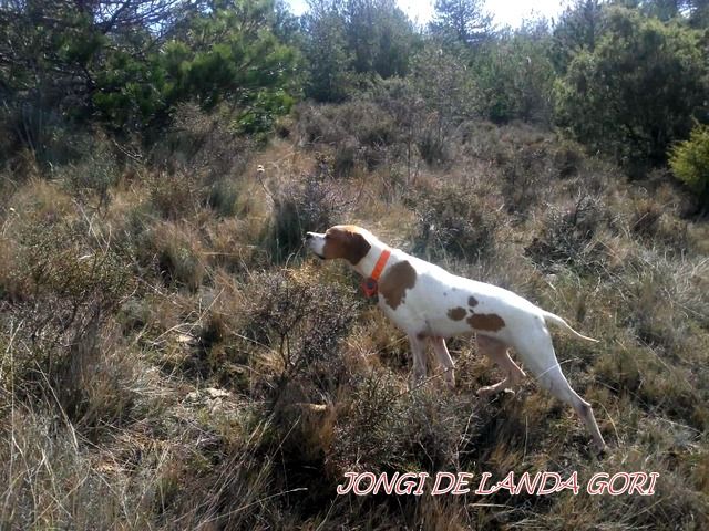 de landa gori - JONGI DE LANDA GORI :Entraînement perdrix rouges ESPAGNE !