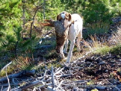 de landa gori - HEGI DE LANDA GORI...Chasse !!