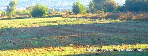 de landa gori - Compagnie de "ROUGES"