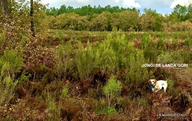 de landa gori - JONGI DE LANDA GORI...Chasse bécasses perdreaux !!!