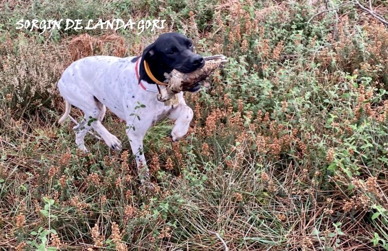 de landa gori - SORGIN DE LANDA GORI ;Chasse la bécasse LANDES !..