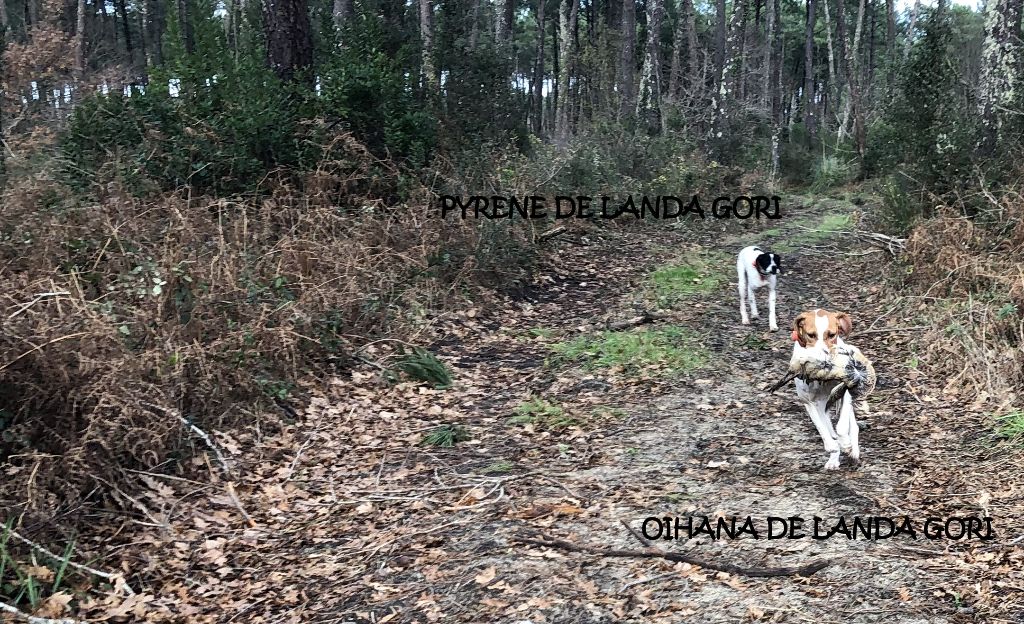 de landa gori - PYRENE et OIHANA DE LANDA GORI :CHASSE becasse LANDES ....