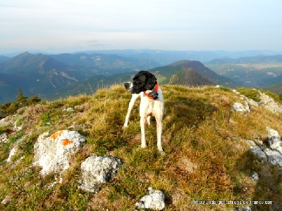 de landa gori - H DE LANDA GORI .....Chasse haute montagne !!