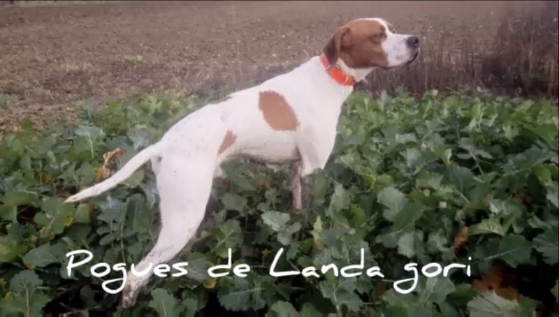 de landa gori - POGUES DE LANDA GORI :Entraînement perdreaux PICARDIE !